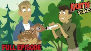 WILD KRATTS - deer buckaroo - full episode - English - KRATTS SERIES - desenho sobre animais