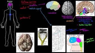 Estructura del sistema nervioso | Khan Academy en Español