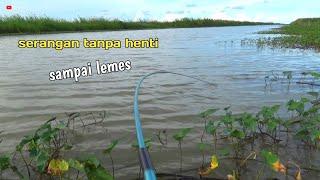 100% feeling good..!!Tempat Terbaik Mancing Nila Spot Kangkung yang Penuh Kejutan!"