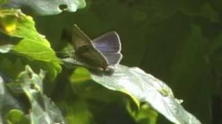 Purple Hairstreak