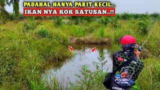 PUAS PANEN STRIKE..!! MANCING IKAN HARUAN DI SPOT INI GAK ADA HABISNYA..