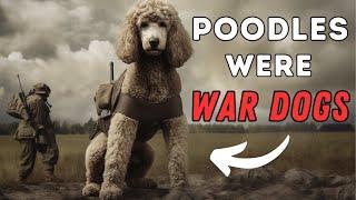 Poodle Facts: 10 Interesting Things You Didn't Know