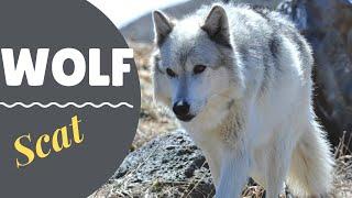 Animal Tracking for Kids | Wolf Scat | This is part 3 of a 4 part wolf series