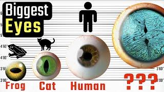 Eyeballs Size Comparison.  Biggest Animal Eye