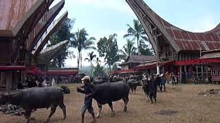 Sulawesi 2015 - Ceremoniële begrafenis Rantepao, Torajaland