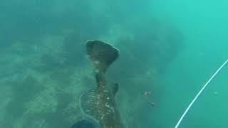 Spearfishing Israel Grouper לוקוס אדום דייג בצלילה