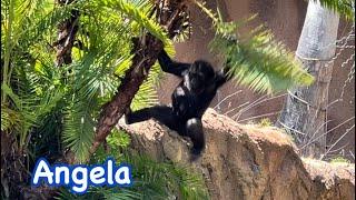 Gorilla  Angela tries to climb a tree and Tarzan play Los Angeles Zoo