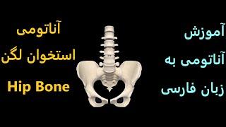 Hip Bone Anatomy  - آموزش آناتومی فارسی - آناتومی استخوان لگن