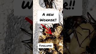 Incredible timelapse! Opening of a pupae "Camponotus singularis"