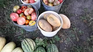 Как получить качественные арбузы и дыни? Урожай 2020 года.