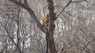 РОНА НА ДЕРЕВЕ ЭТО НЕ ОЗНАЧАЕТ ЧТО ВЕЛИКОРОСС РЯДОМ,ПРОСТО ЕЙ ТАК ХОЧЕТСЯ