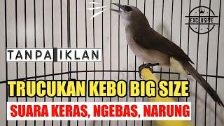 Trucukan Kebo Gacor Ropel Suara Besar Ngebas Cocok untuk pancingan burung jantan betina