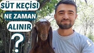 GEBE Mİ ? SAĞILIR MI ? Hangisi Daha Karlı ? | Süt Keçisi Ne Zaman Satın Alınır ?