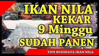 Ikan Nila Kekar, Jenis Ikan Nila Unggul Yang Cepat Panen