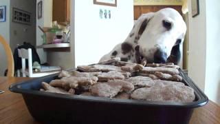 Duke The Basset & The Christmas Biscuits