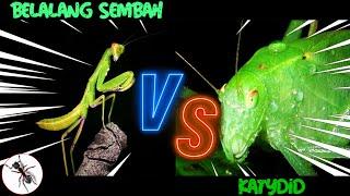 Pertarungan Belalang Sembah Vs Katydid | Versus | Serangga TV Channel