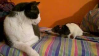 rat attacks cat