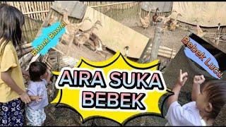 AIRA SUKA BEBEK || Jalan2 ke Ternak Bebek & Ayam