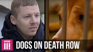 Professor Green | The Dogs On Death Row