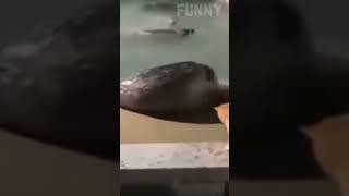 Animals cute and Funny moments #animals #funtime