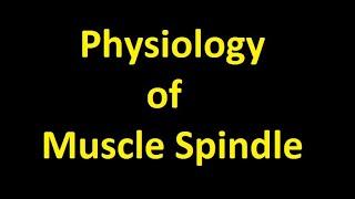 Comparison of Ia afferent activity in a muscle spindle