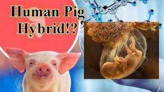 WEIRD SCIENCE | HUMAN TO PIG? | Human-Pig Hybrid