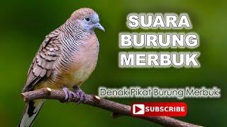 Suara Burung Merbuk Denak. Suara Champion Berhasil Dalam 10 minit.