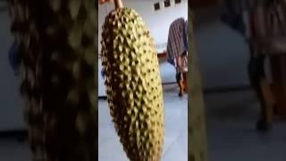 Durian pepaya ukuran besar dan panjang #durianpepaya #durianindonesia