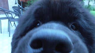 Newfoundland dog Licking the camera