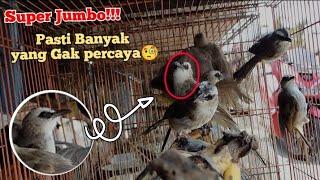 ngombyok trucukan super big‼️burung idaman para ombyokers