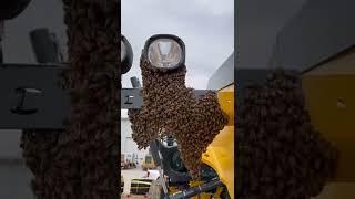 Texas Swarm of Bees