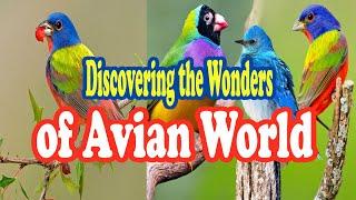 "Discovering the Wonders of Avian World: A Guide to Different Bird Species"/ W/ MUSIC FOR MEDITATION