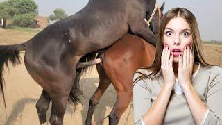 Mix Hot Horse Breeding: Complete Guide to Horse Mating | How to breeding Horses Meeting Cross video