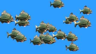 Green Screen Group Fish Piranha Attack - Footage PixelBoom CG