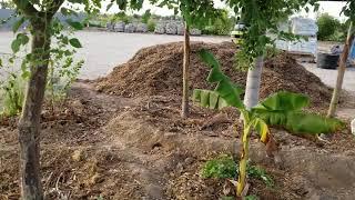 Perfect shade tree for Phoenix AZ