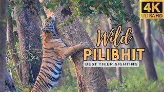 Best Tiger sighting on ROAD! in Pilibhit Tiger Reserve