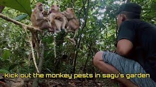 Kick out the monkey pests in sagu's garden @kosmasnada