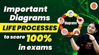 Important Diagrams of Life Processes to Score 100% in Exams | Life Processes Class 10 Biology