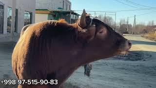 NORBEK QASSOB YANGI YILGA 4 BUKA TAYYORLAB QO’YIBDI!  VIDEONI KO’RING!