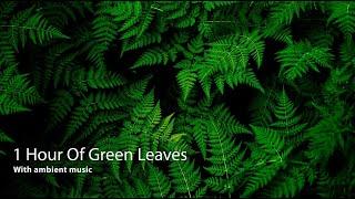 1 Hour Green Leaves Background With Ambient Music 1080P HD