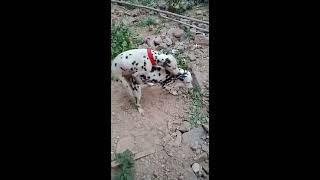 Dalmatian dog meeting #AnimalLover #Dalmatian Dog #Dalmatian101