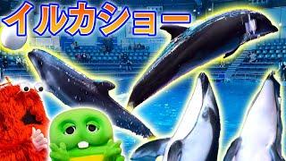 【大迫力】イルカがダイナミックに宙を舞う！ガチャピンとムックが休日に水族館でイルカショーみて大興奮！