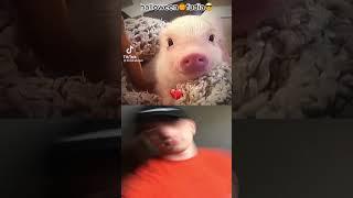 Piggy Mr  Bombastic #shorts #funny #memes