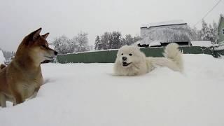 Самоед и Шиба-ину в снегу. Собаки радуются глубокому снегу