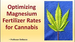 Optimizing Magnesium Fertilizer Rates for Cannabis