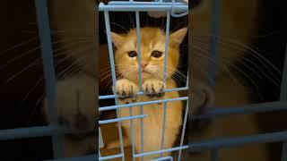 Anak kucing meong-meong|cute cat#youtubeshorts