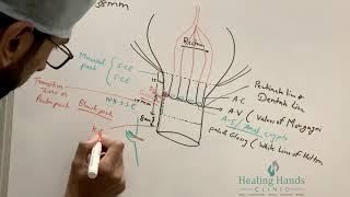 Anatomy of Anal Canal-Part 2 | Anal Glands, Dentate line, Internal & External Anal Sphincter Muscles