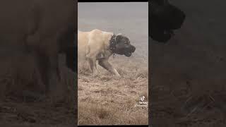 Kangal vs Wolf