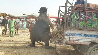 Lion  Jumping Buffalo Most Dangerous Unloading Last Day Qurbani