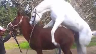 Horse mating Horse || full animal Mating animal best complication 2016